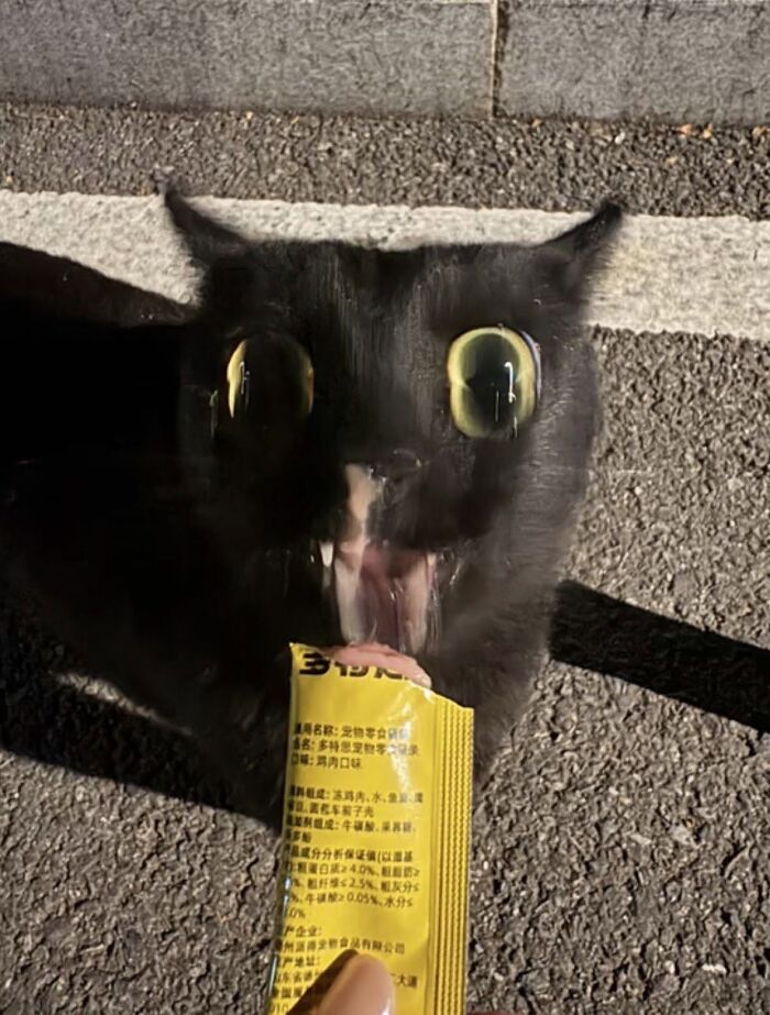 50 Funny And Adorable Black Cat Pics Shared By This Page To Celebrate Halloween 50 Funny And Adorable Black Cat Pics Shared By This Page To Celebrate Halloween