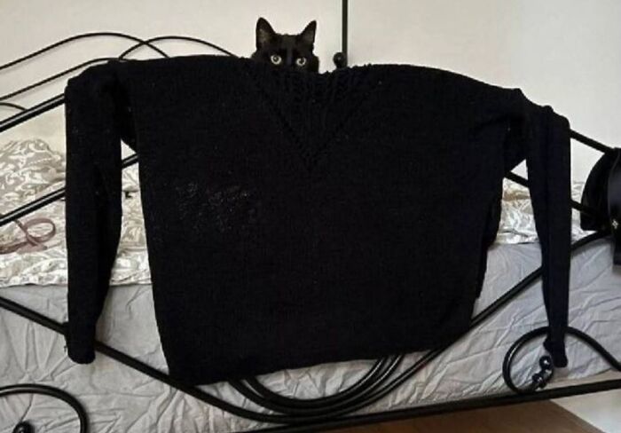 50 Funny And Adorable Black Cat Pics Shared By This Page To Celebrate Halloween 50 Funny And Adorable Black Cat Pics Shared By This Page To Celebrate Halloween