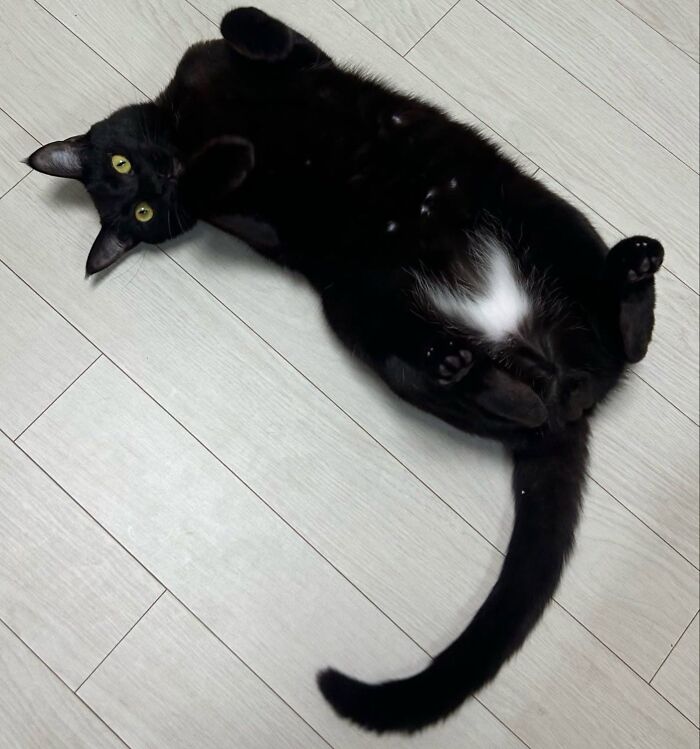 50 Funny And Adorable Black Cat Pics Shared By This Page To Celebrate Halloween 50 Funny And Adorable Black Cat Pics Shared By This Page To Celebrate Halloween