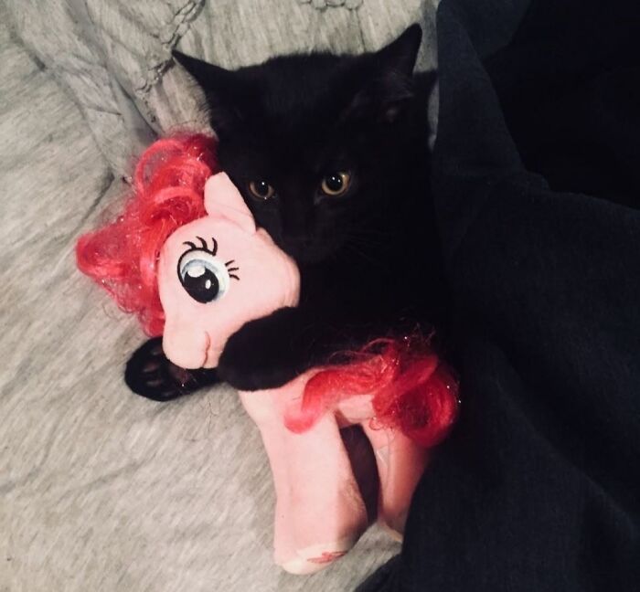 50 Funny And Adorable Black Cat Pics Shared By This Page To Celebrate Halloween 50 Funny And Adorable Black Cat Pics Shared By This Page To Celebrate Halloween