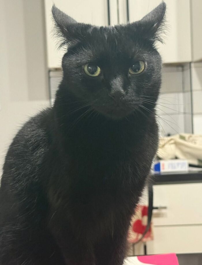 50 Funny And Adorable Black Cat Pics Shared By This Page To Celebrate Halloween 50 Funny And Adorable Black Cat Pics Shared By This Page To Celebrate Halloween