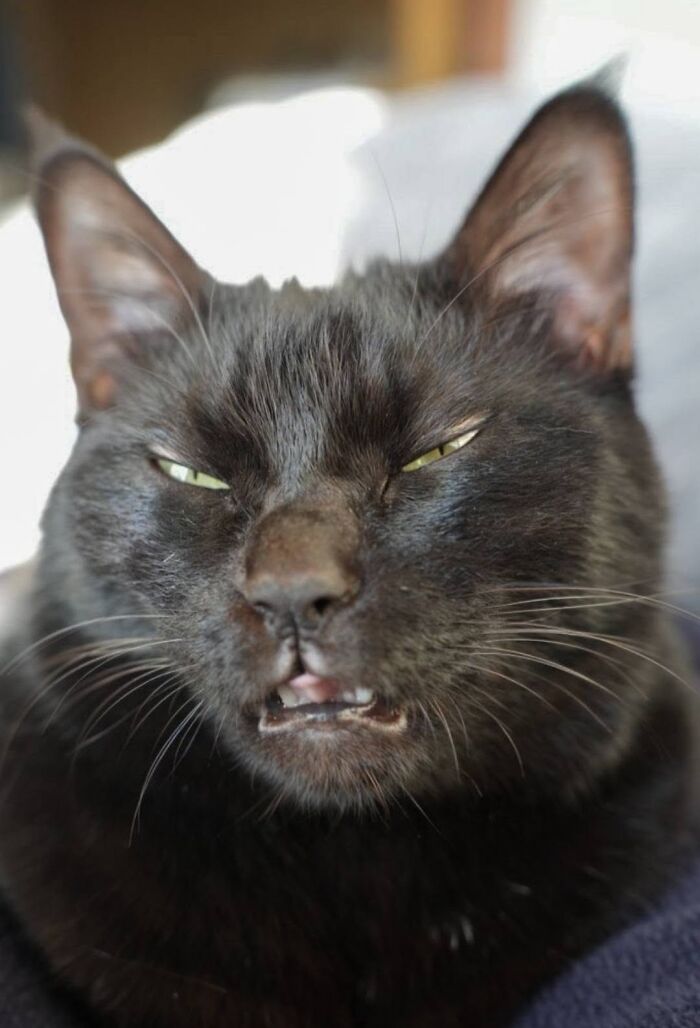 50 Funny And Adorable Black Cat Pics Shared By This Page To Celebrate Halloween 50 Funny And Adorable Black Cat Pics Shared By This Page To Celebrate Halloween