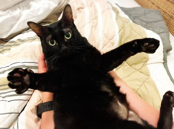 50 Funny And Adorable Black Cat Pics Shared By This Page To Celebrate Halloween 50 Funny And Adorable Black Cat Pics Shared By This Page To Celebrate Halloween