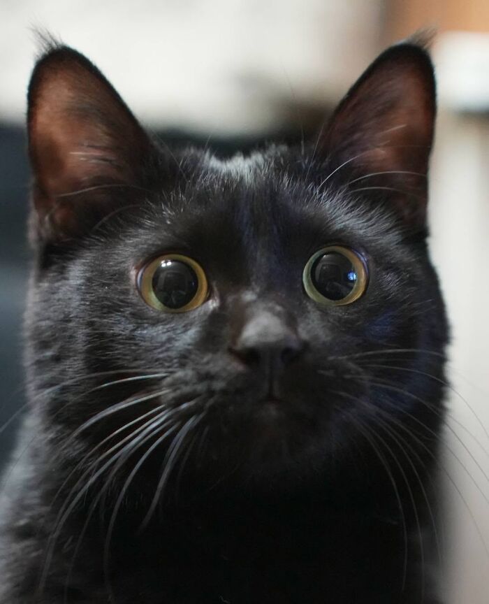 50 Funny And Adorable Black Cat Pics Shared By This Page To Celebrate Halloween 50 Funny And Adorable Black Cat Pics Shared By This Page To Celebrate Halloween