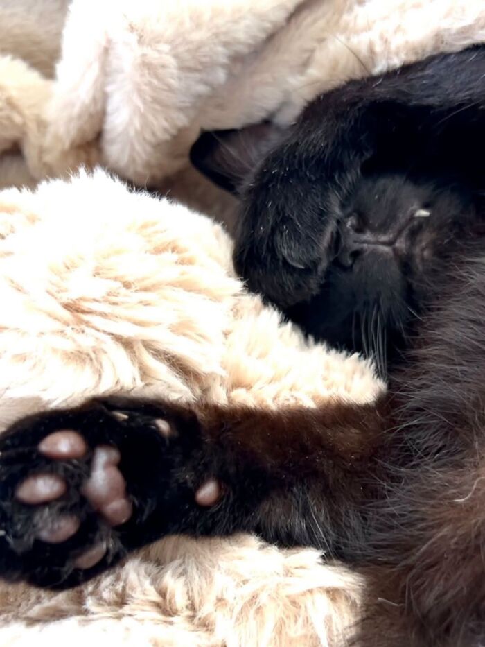 50 Funny And Adorable Black Cat Pics Shared By This Page To Celebrate Halloween 50 Funny And Adorable Black Cat Pics Shared By This Page To Celebrate Halloween