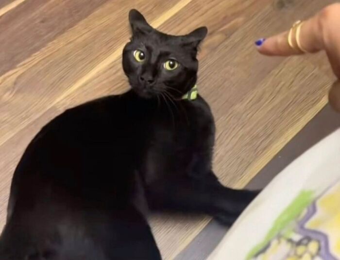 50 Funny And Adorable Black Cat Pics Shared By This Page To Celebrate Halloween 50 Funny And Adorable Black Cat Pics Shared By This Page To Celebrate Halloween