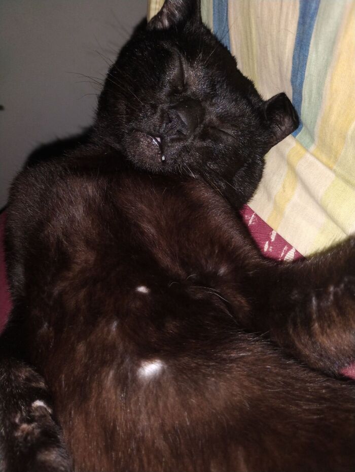 50 Funny And Adorable Black Cat Pics Shared By This Page To Celebrate Halloween 50 Funny And Adorable Black Cat Pics Shared By This Page To Celebrate Halloween