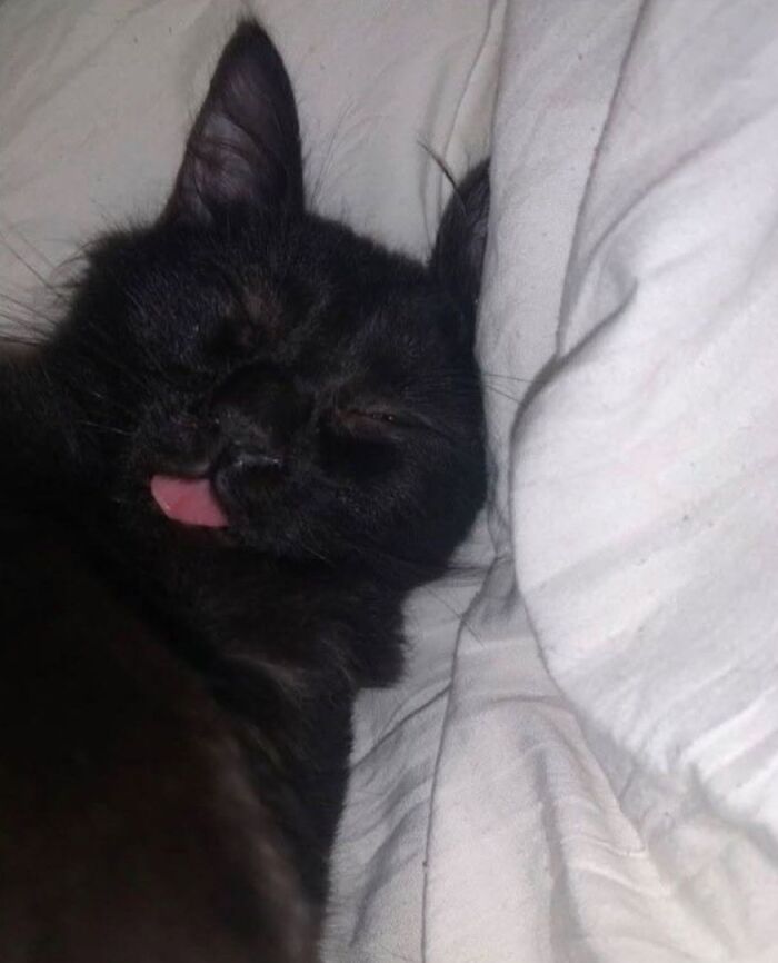 50 Funny And Adorable Black Cat Pics Shared By This Page To Celebrate Halloween 50 Funny And Adorable Black Cat Pics Shared By This Page To Celebrate Halloween