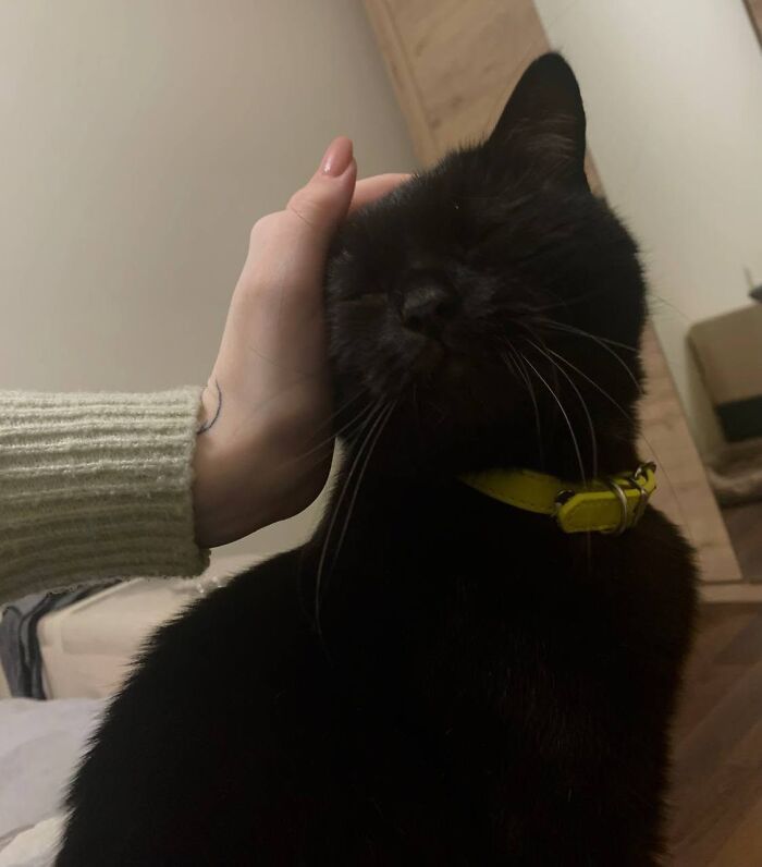 50 Funny And Adorable Black Cat Pics Shared By This Page To Celebrate Halloween 50 Funny And Adorable Black Cat Pics Shared By This Page To Celebrate Halloween