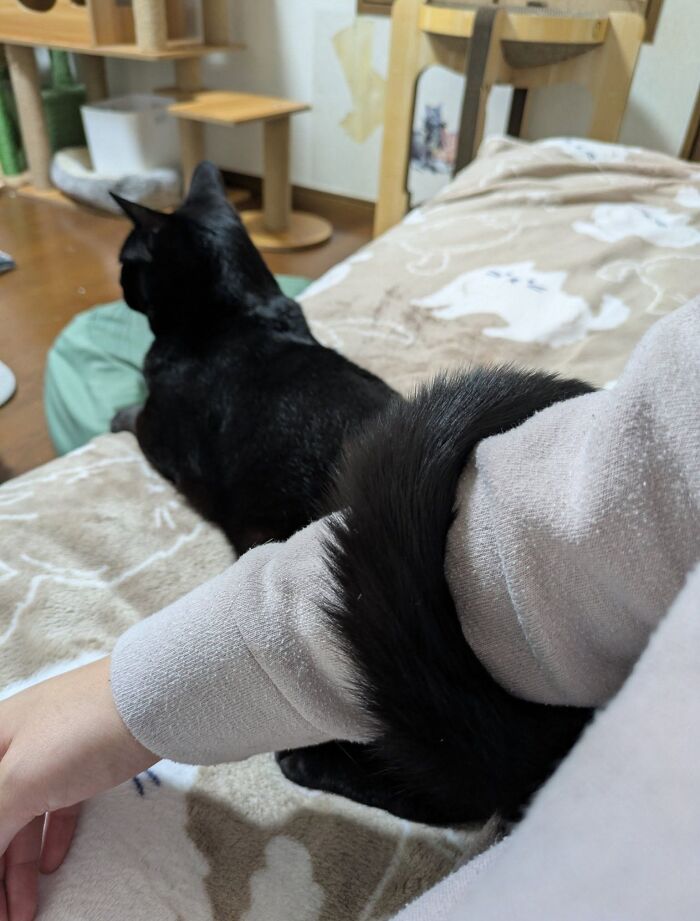 50 Funny And Adorable Black Cat Pics Shared By This Page To Celebrate Halloween 50 Funny And Adorable Black Cat Pics Shared By This Page To Celebrate Halloween