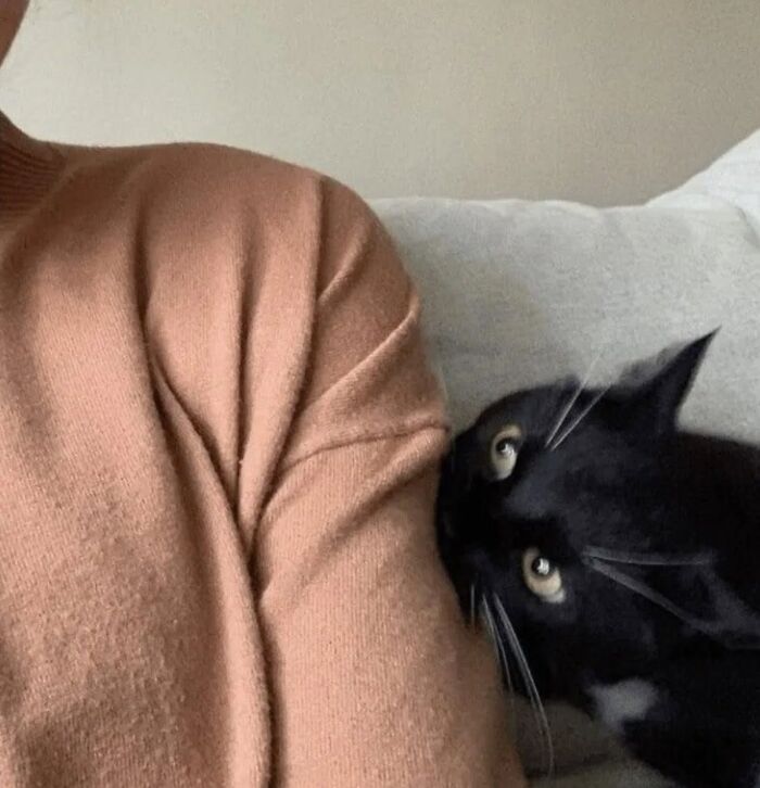 50 Funny And Adorable Black Cat Pics Shared By This Page To Celebrate Halloween 50 Funny And Adorable Black Cat Pics Shared By This Page To Celebrate Halloween