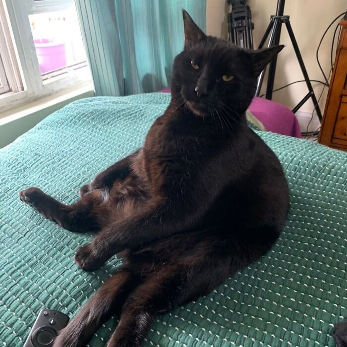 50 Funny And Adorable Black Cat Pics Shared By This Page To Celebrate Halloween 50 Funny And Adorable Black Cat Pics Shared By This Page To Celebrate Halloween