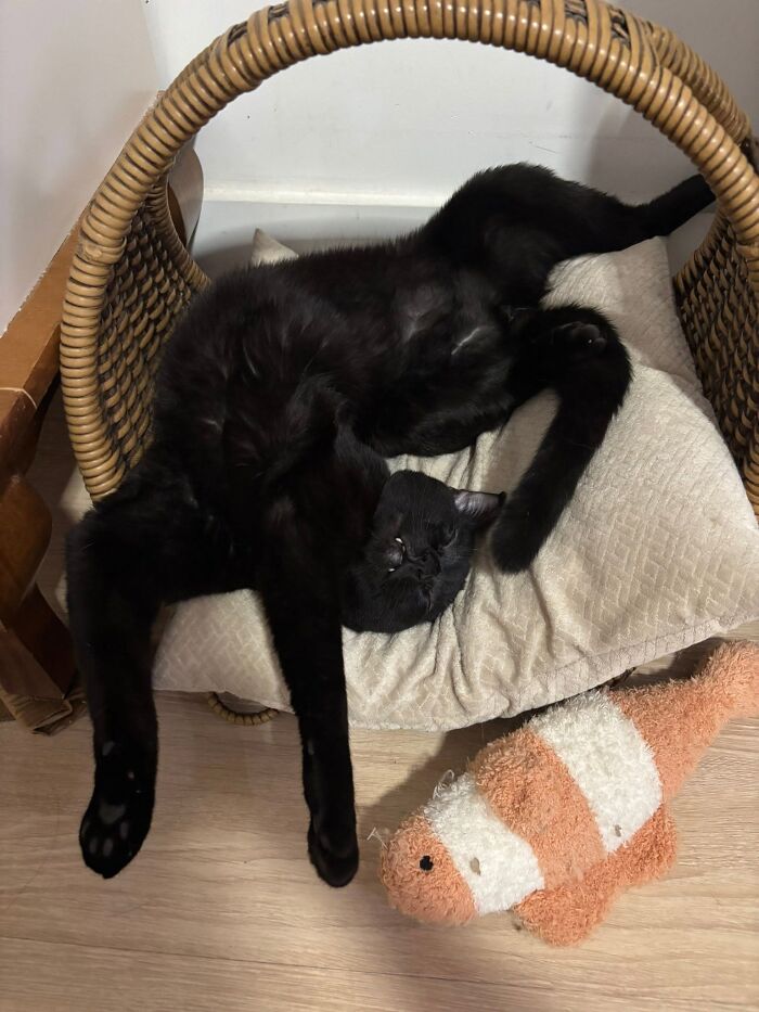 50 Funny And Adorable Black Cat Pics Shared By This Page To Celebrate Halloween 50 Funny And Adorable Black Cat Pics Shared By This Page To Celebrate Halloween