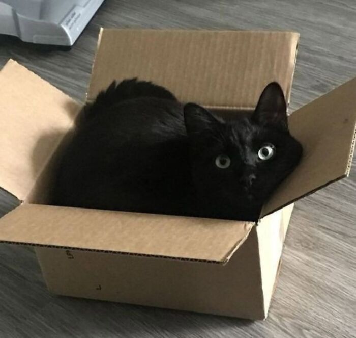 50 Funny And Adorable Black Cat Pics Shared By This Page To Celebrate Halloween 50 Funny And Adorable Black Cat Pics Shared By This Page To Celebrate Halloween