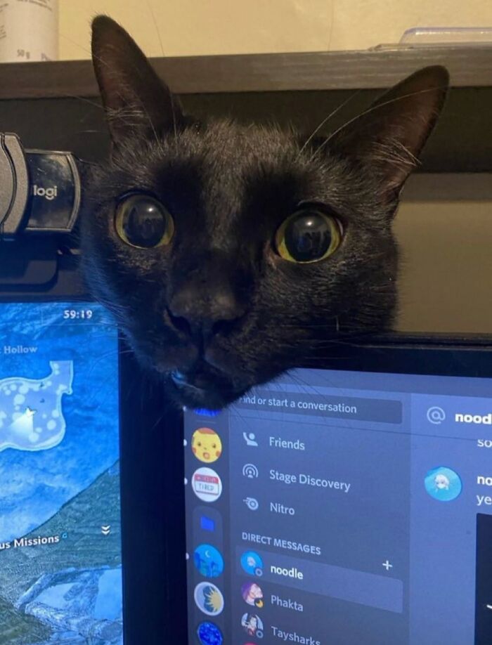50 Funny And Adorable Black Cat Pics Shared By This Page To Celebrate Halloween 50 Funny And Adorable Black Cat Pics Shared By This Page To Celebrate Halloween