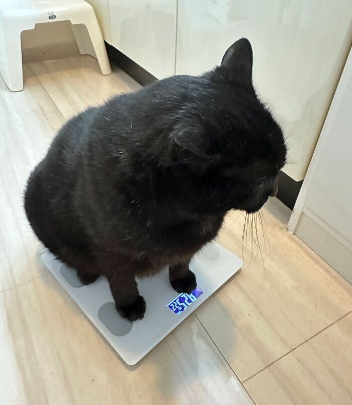 50 Funny And Adorable Black Cat Pics Shared By This Page To Celebrate Halloween 50 Funny And Adorable Black Cat Pics Shared By This Page To Celebrate Halloween
